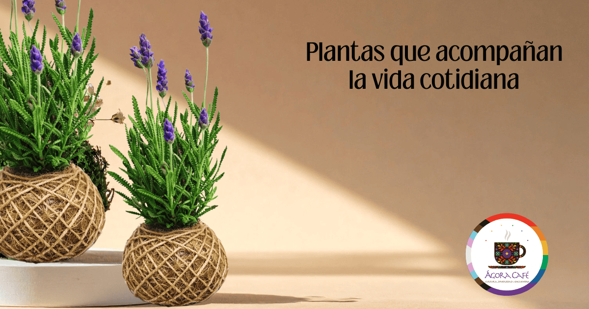 Plantas que acompañan la vida cotidiana